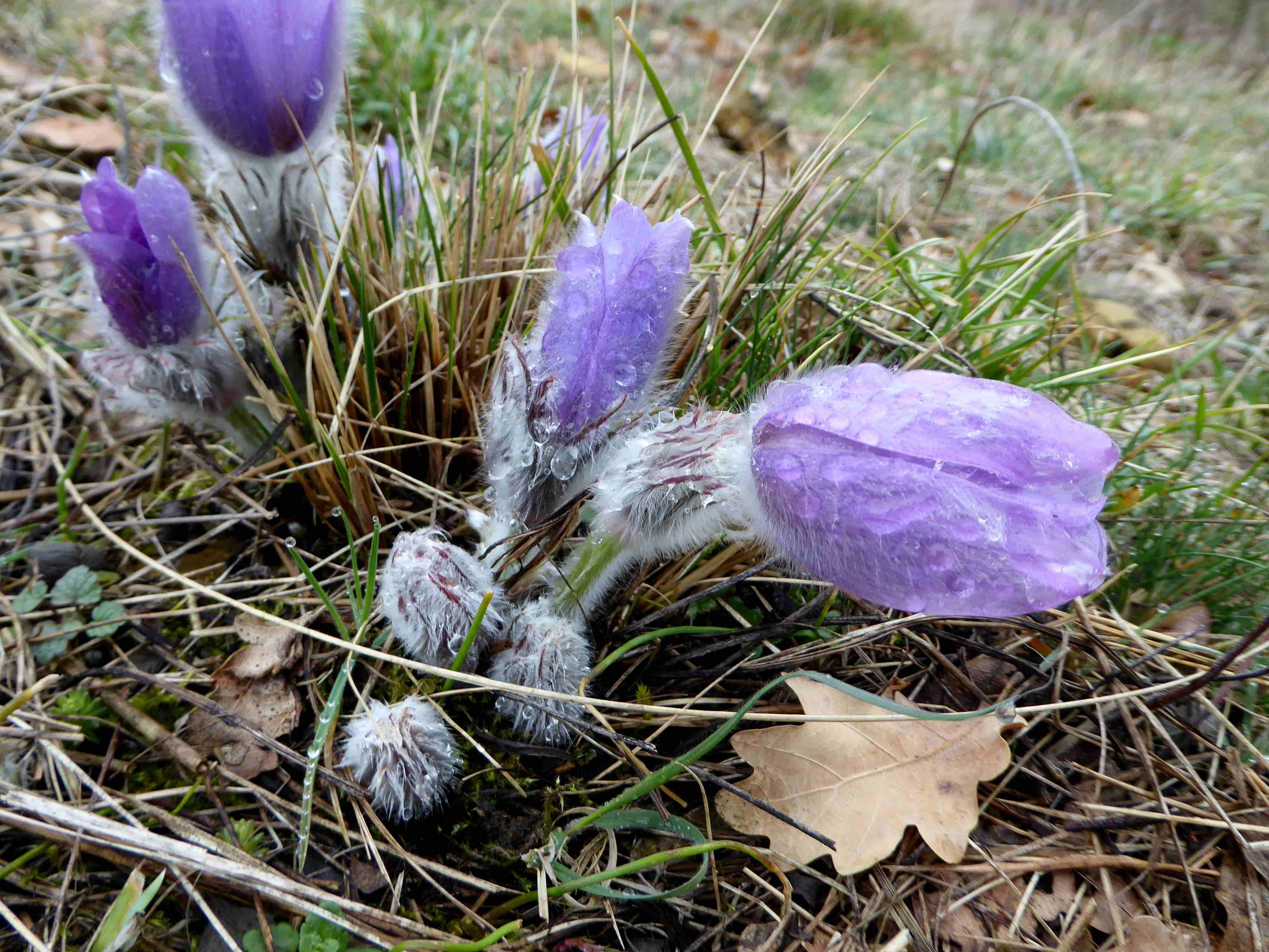 Pfaffstätten-17032018-(20)-Pulsatilla grandis-Kuhschelle.JPG