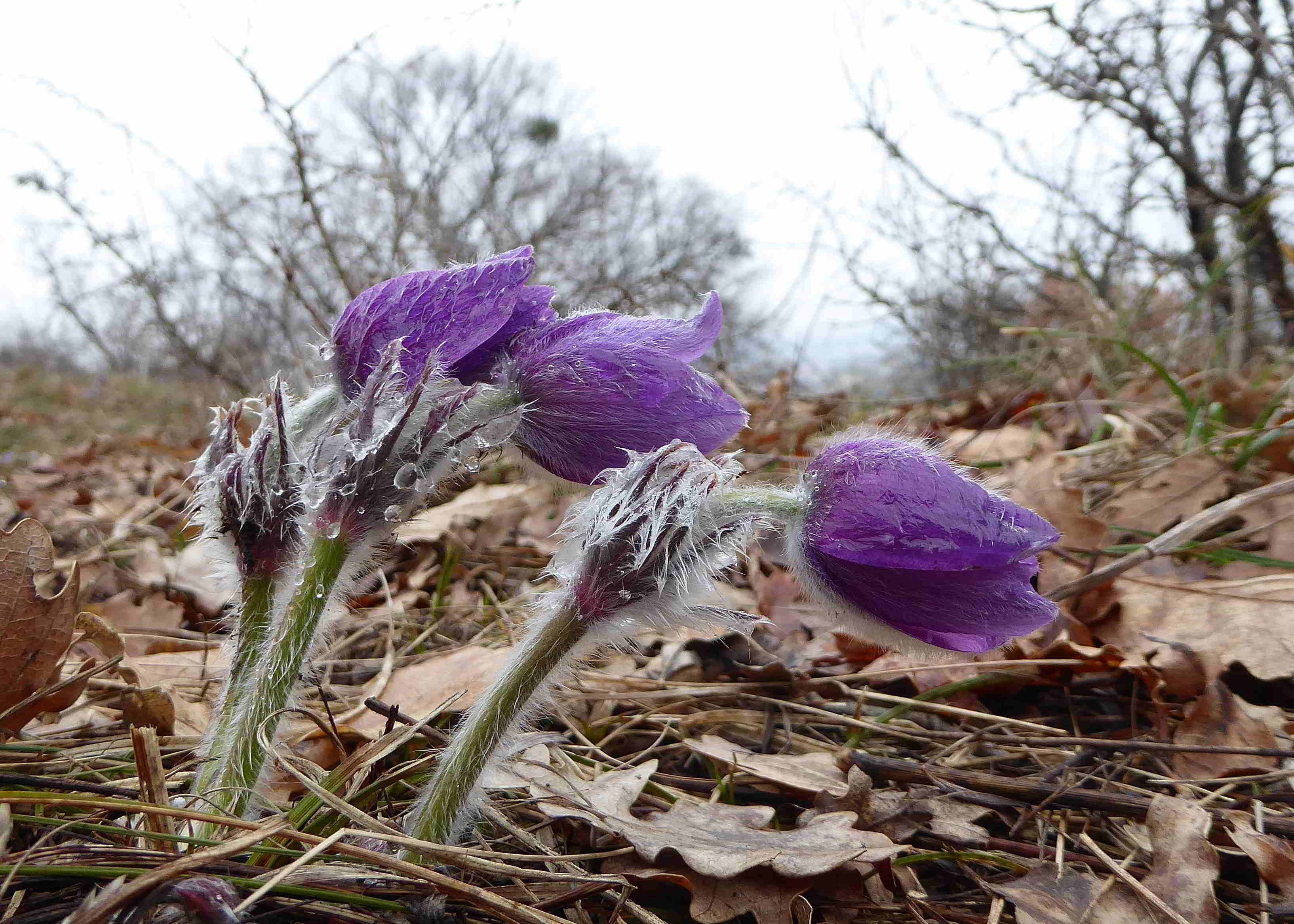 Pfaffstätten-17032018-(8)-Pulsatilla grandis-Kuhschelle.JPG