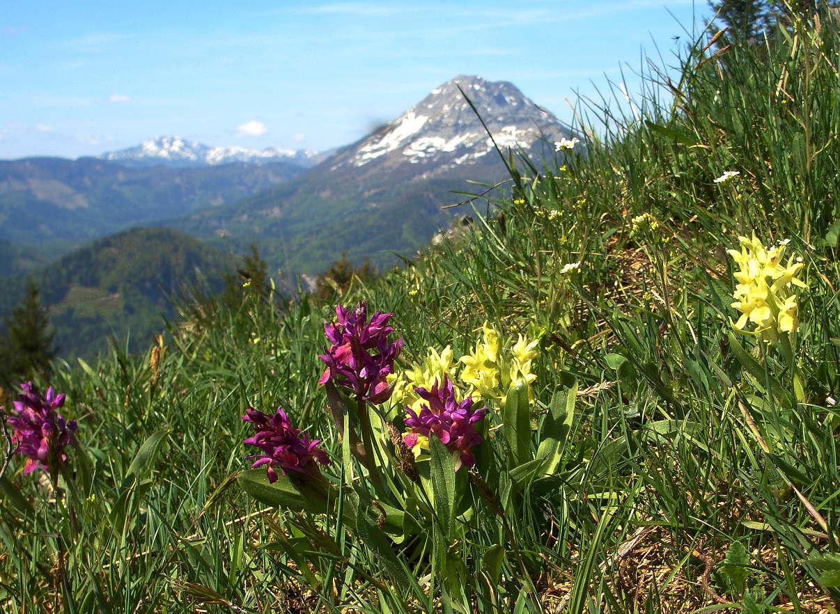 05-11-2015 Dactylorhiza sambucina.jpg