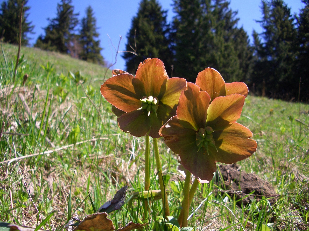 05-11-2015 Helleborus niger.jpg