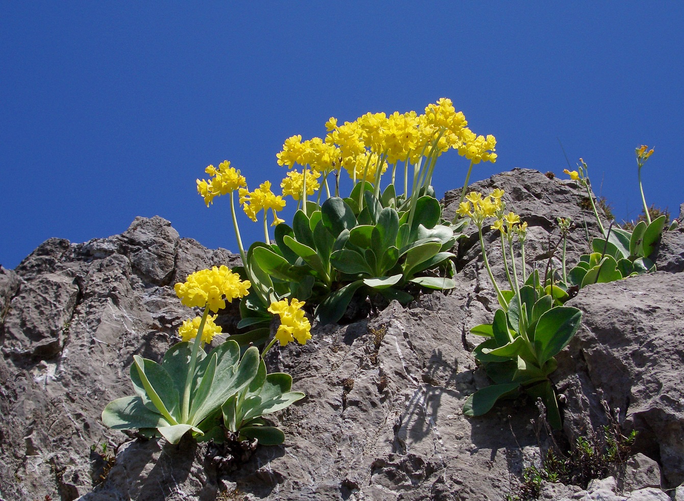 05-11-2015 Primula auricula.jpg