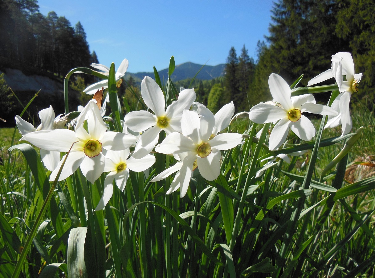 05-29-17  Narcissus radiiflorus.jpg