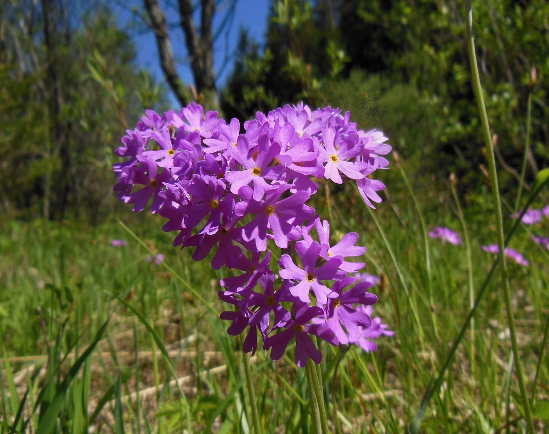 05-29-17  Primula farinosa.jpg