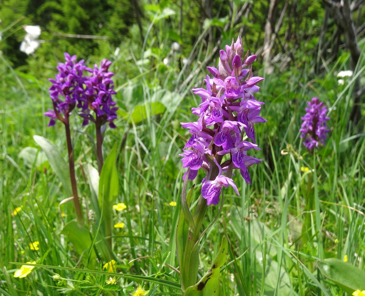 05-29-2018 Dactylorhiza majalis ).jpg