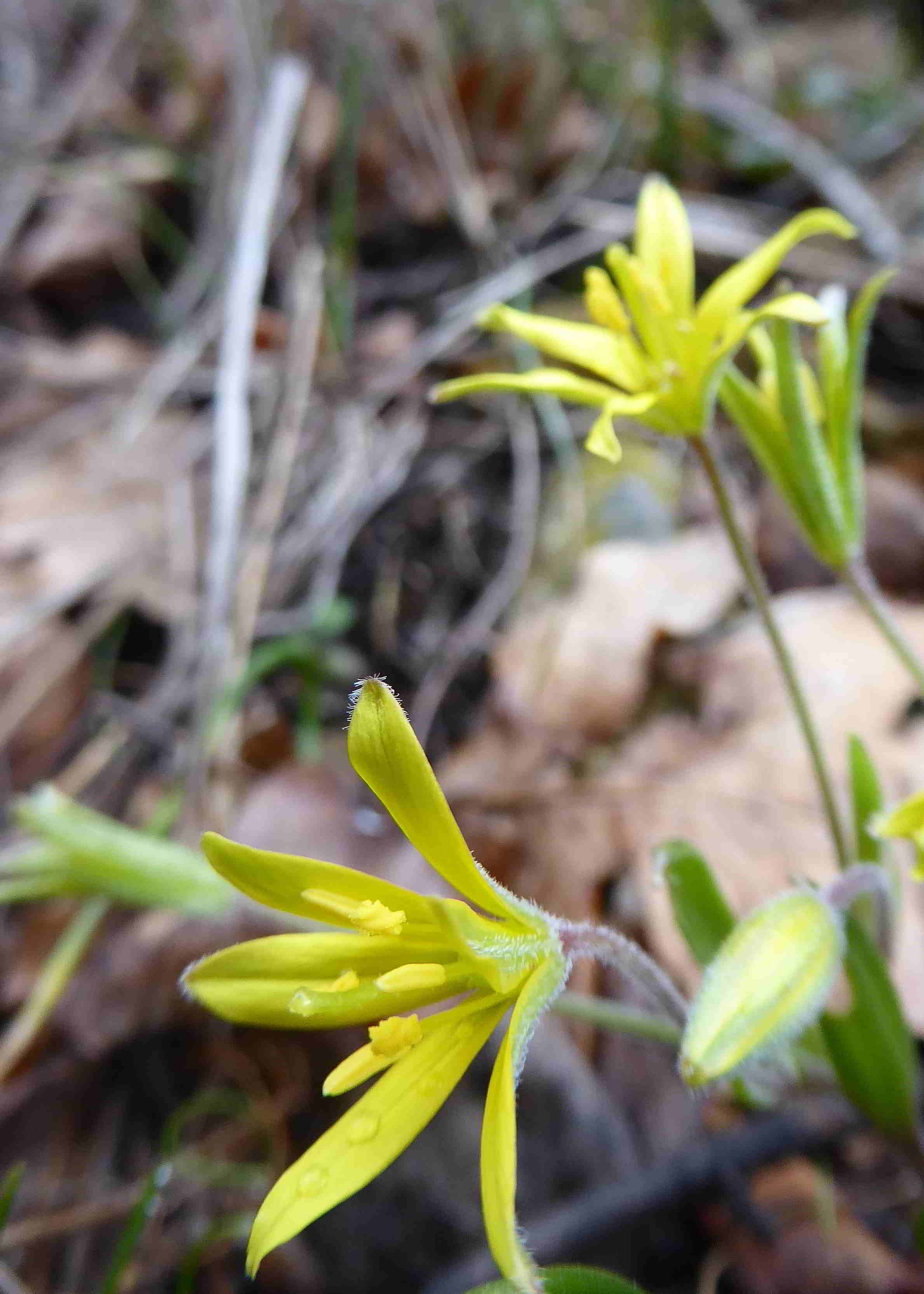 Pfaffstätten-17032018-(4)-Gagea villosa-Acker-Gelbstern.JPG