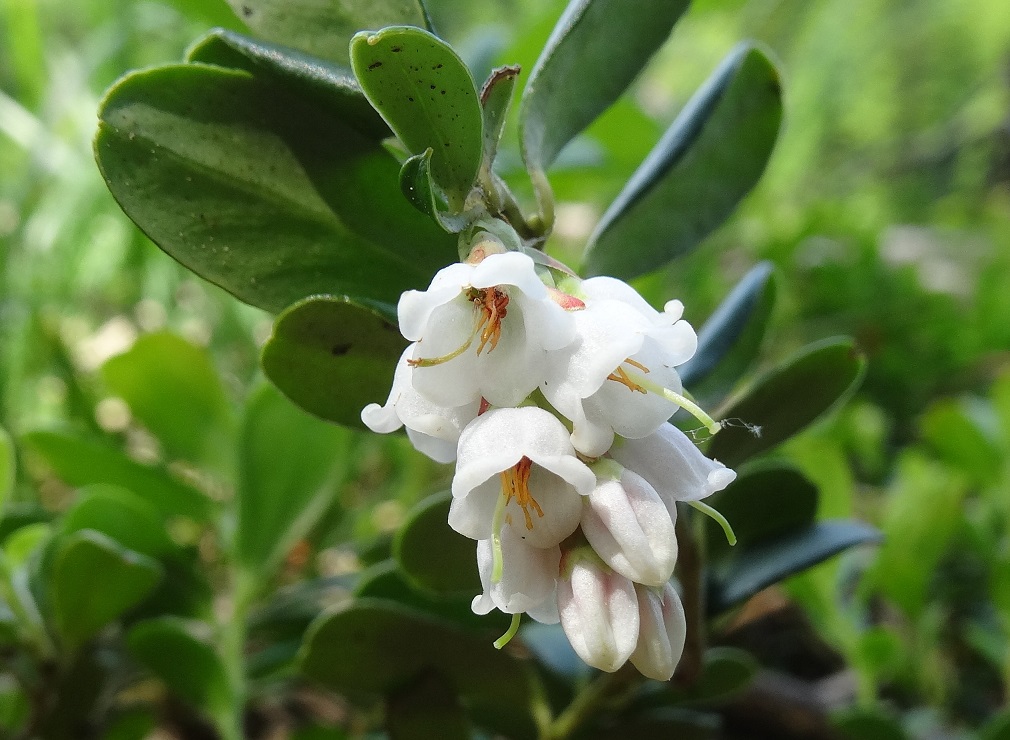 05-29-2018 Vaccinium vitis-idaea.jpg