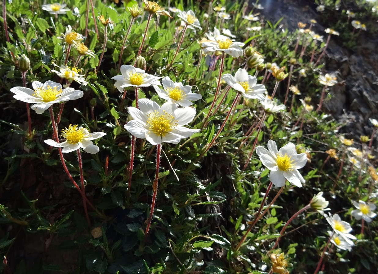 06-09-2019 Dryas octopetala.jpg