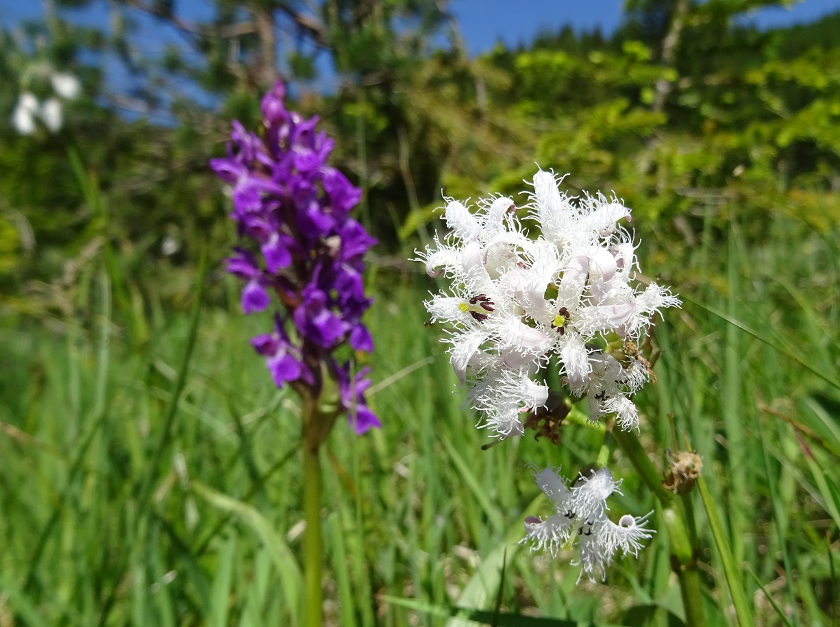 06-09-2019 Menyanthes trifoliata und majalis.jpg