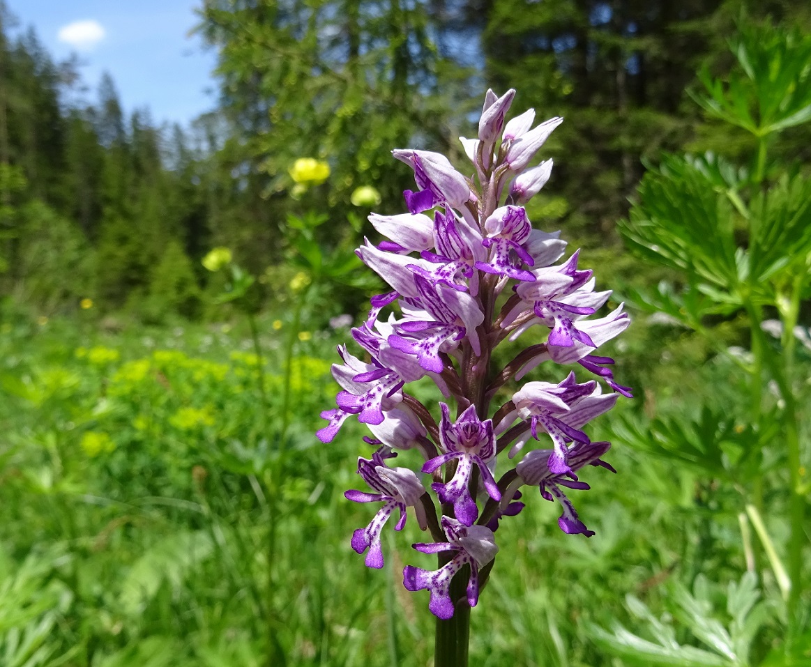 06-09-2019 Orchis militaris.jpg