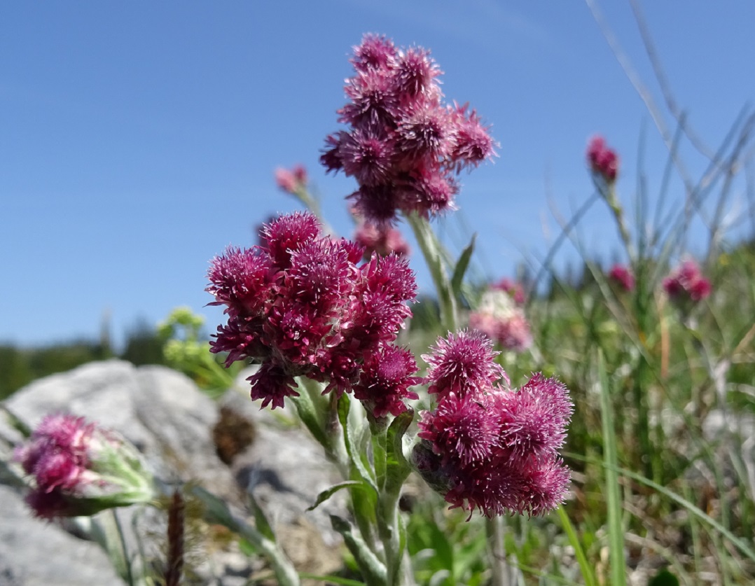 06-14-2019 Antennaria dioica.jpg