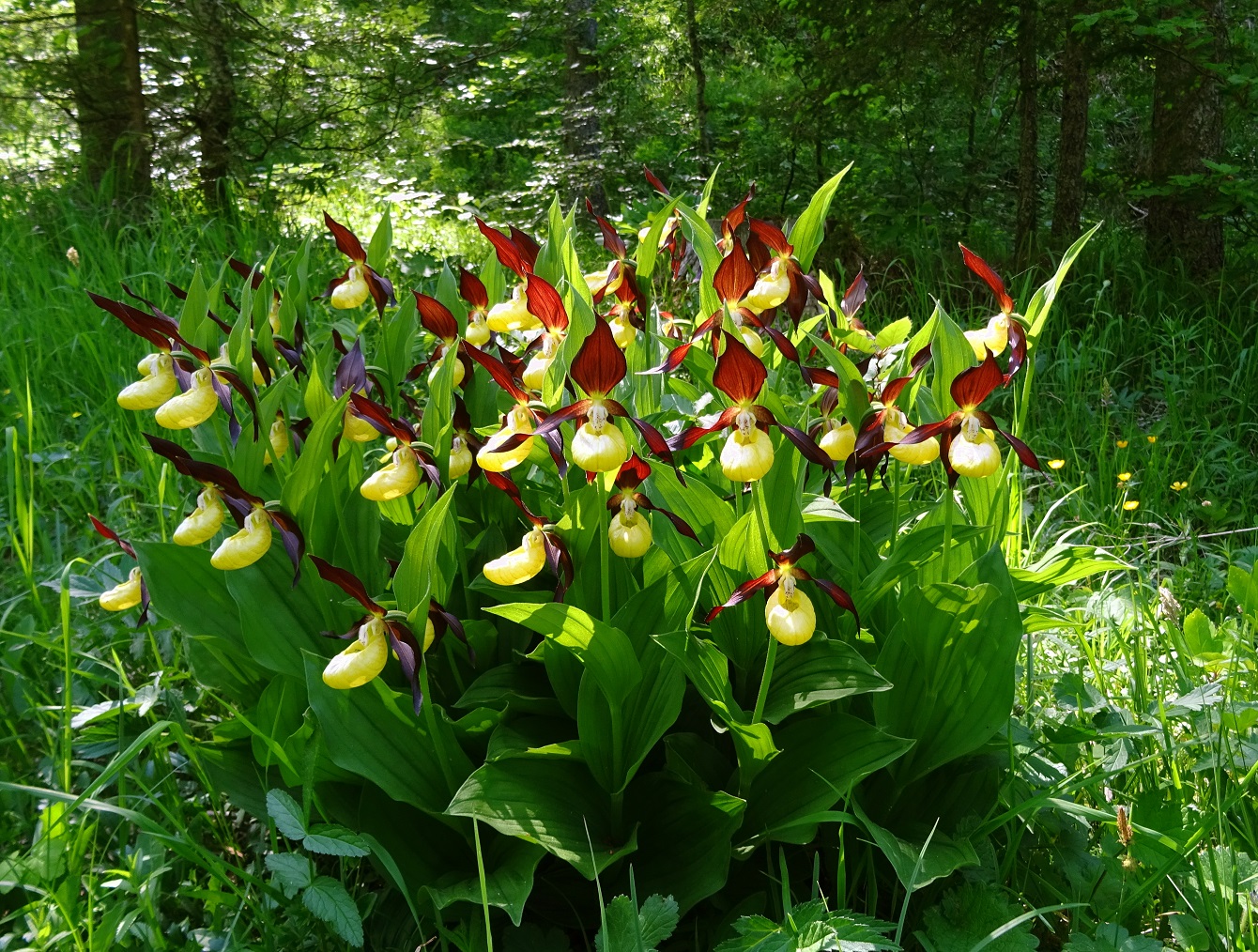 06-14-2019 Cypripedium calceolus.jpg