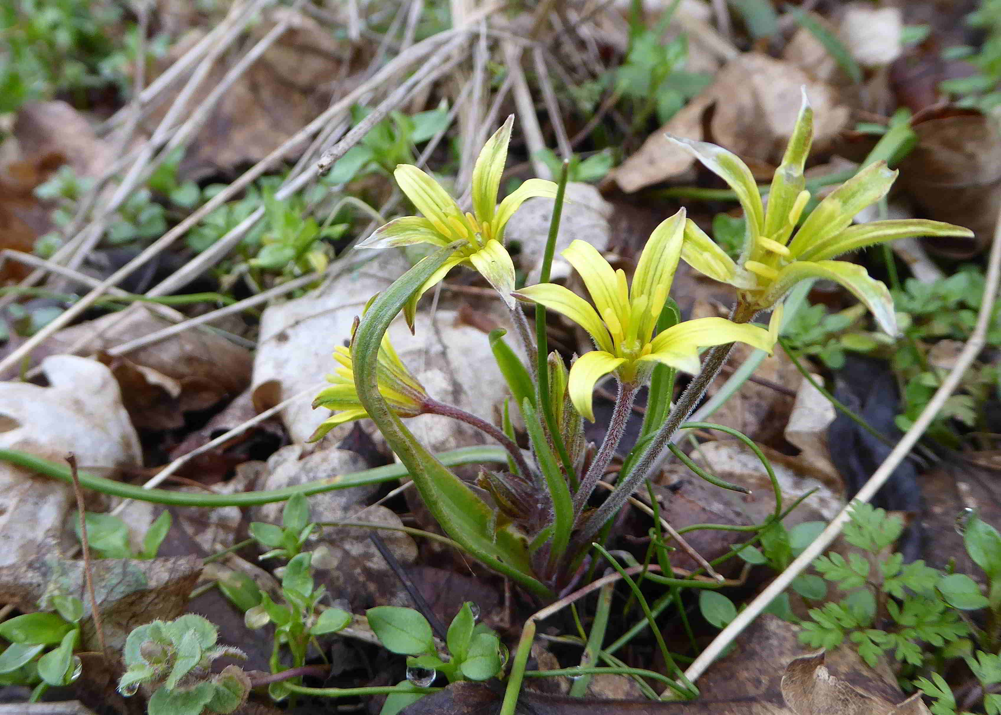 Pfaffstätten-17032018-(29)-Gagea villosa-Acker-Gelbstern.JPG