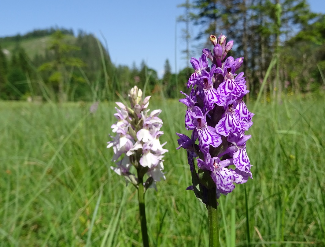 06-14-2019 DSC07335 Dactylorhiza x braunii und fuchsii.jpg