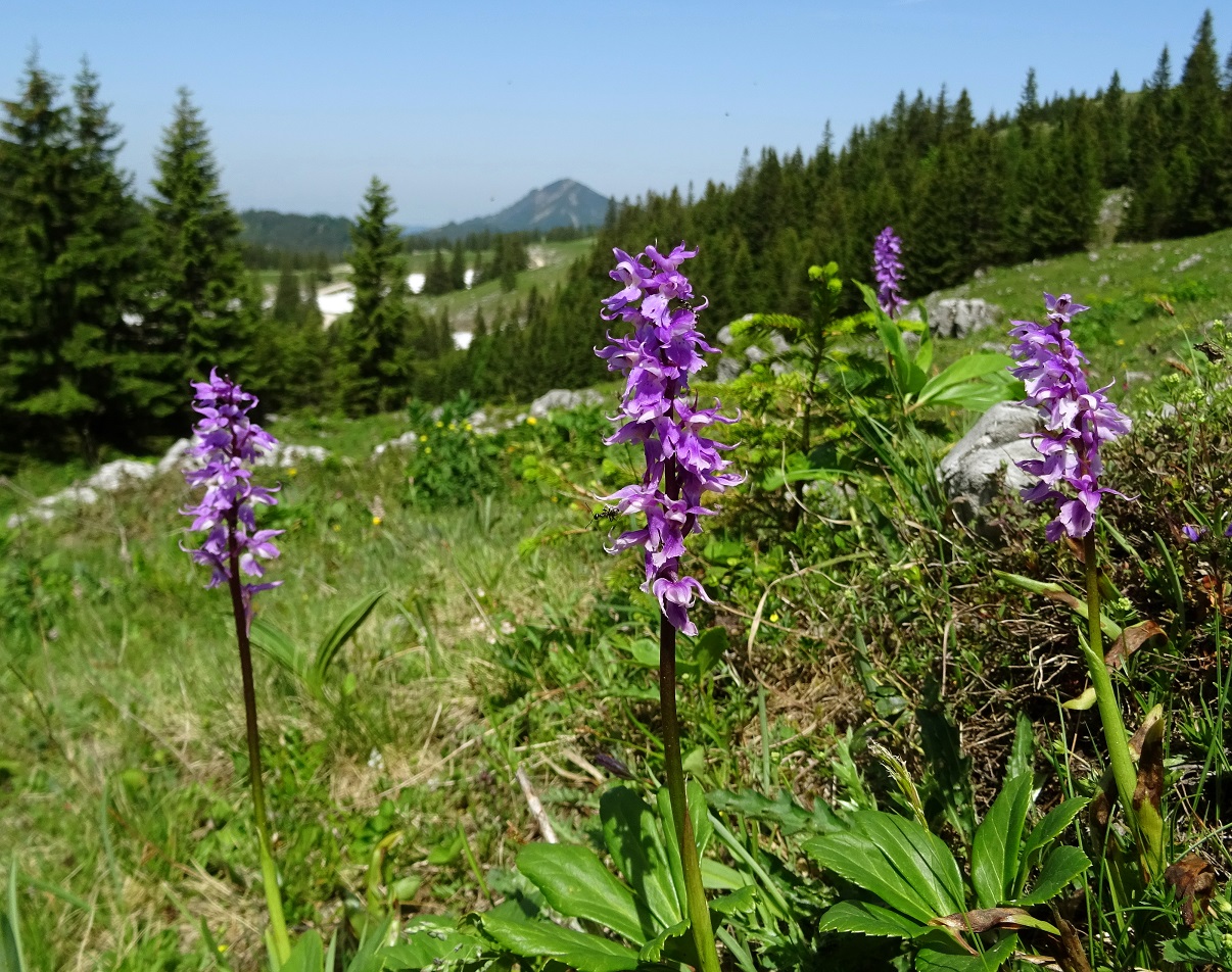 06-14-2019 Orchis mascula.jpg