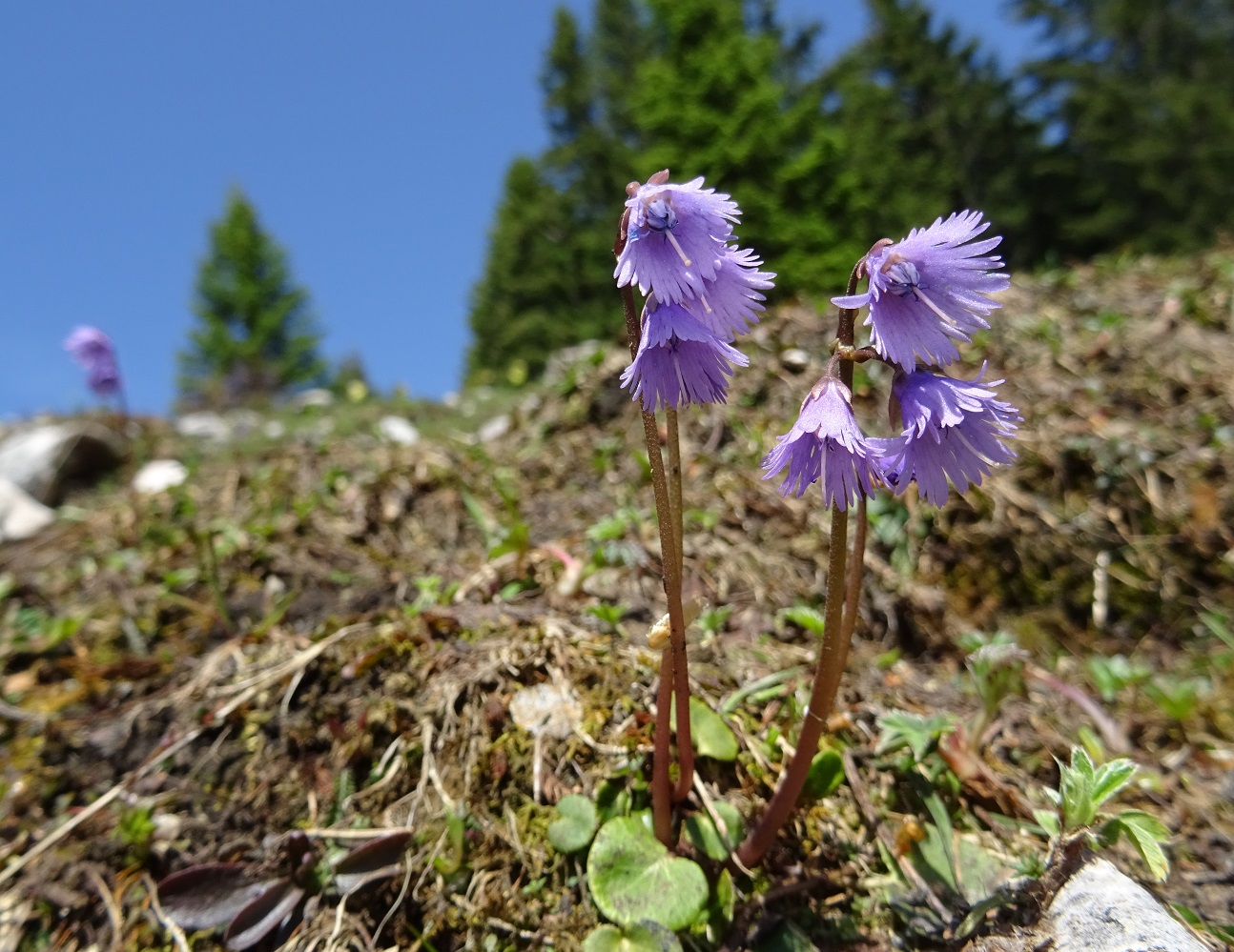 06-14-2019 Soldanella alpina.jpg