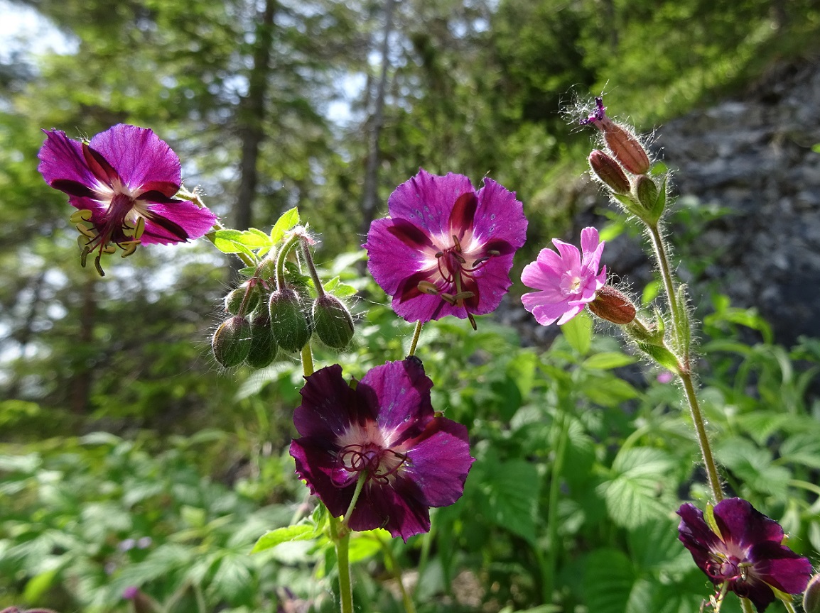 06-29-2019  Geranium phaeum  subsp. phaeum.jpg