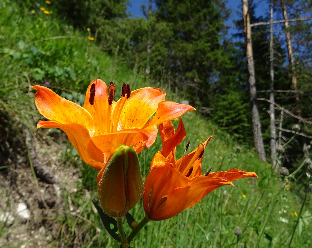 06-29-2019  Lilium bulbiferum.jpg