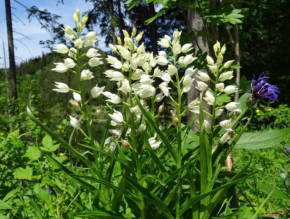 06-29-2019 Cephalanthera longifolia.jpg