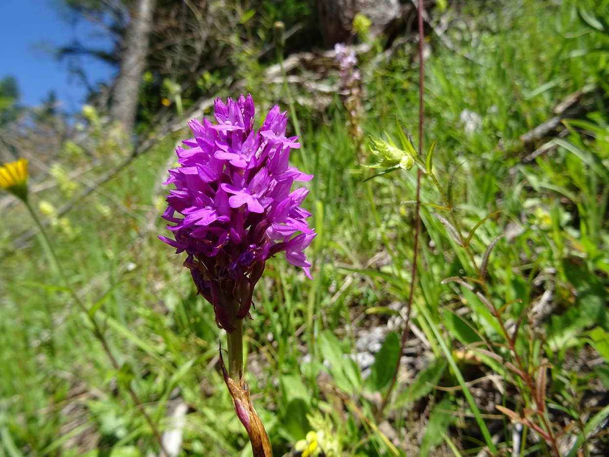 07-10-2020 Anacamptis pyramidalis.jpg