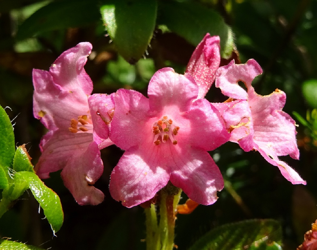 07-18-2019 Rhododendron hirsutum.jpg