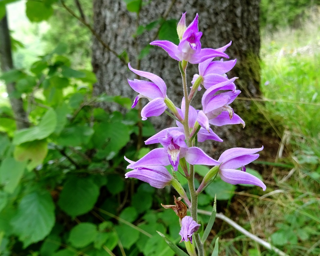 07-19-2019 Cephalanthera rubra.jpg