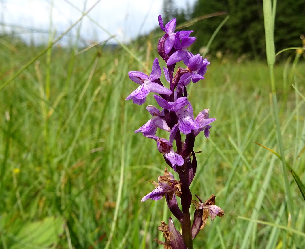 07-19-2019 DActylorhiza lapponica.jpg