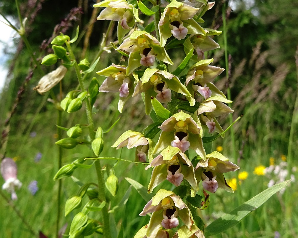 07-19-2019 Epipactis helleborine.jpg