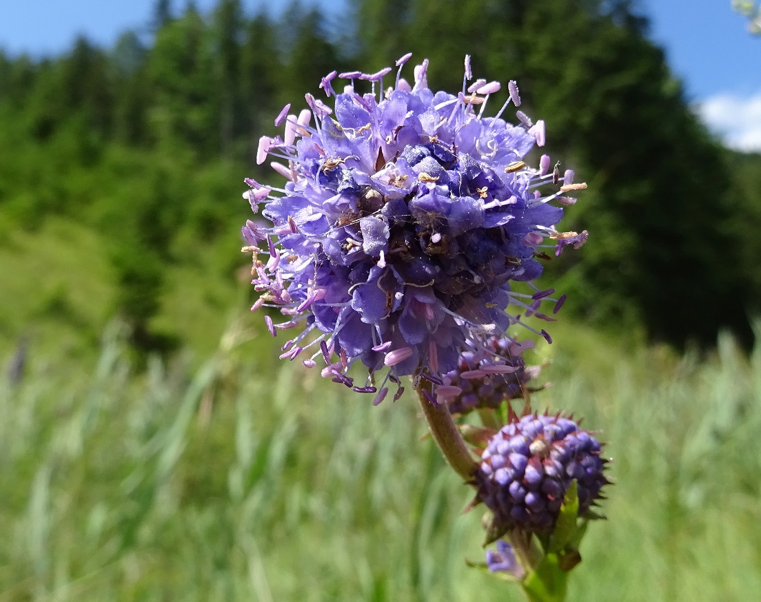 08-07-2021  Succisa pratensis.jpg