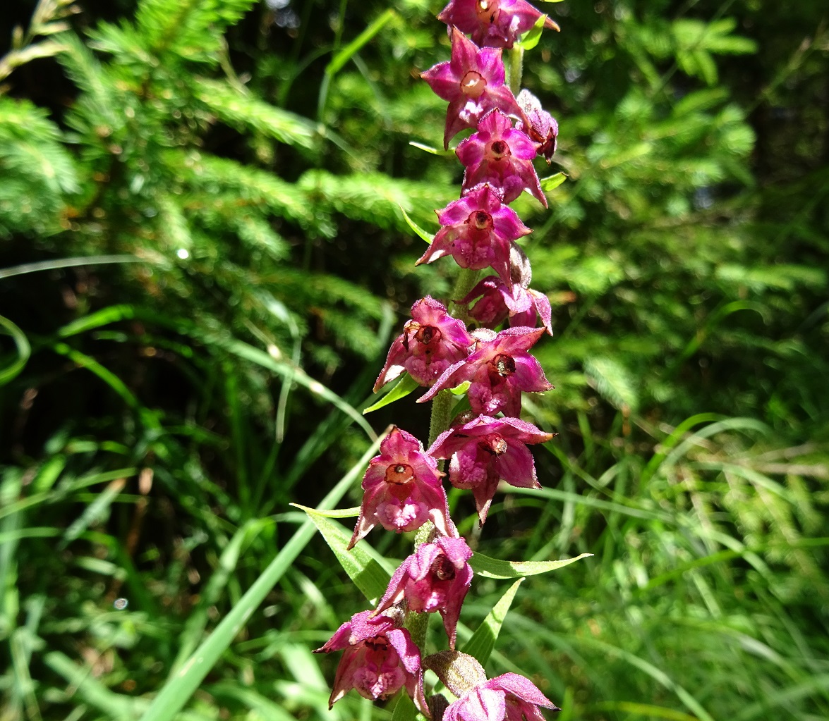 08-07-2021 Epipactis atrorubens.jpg