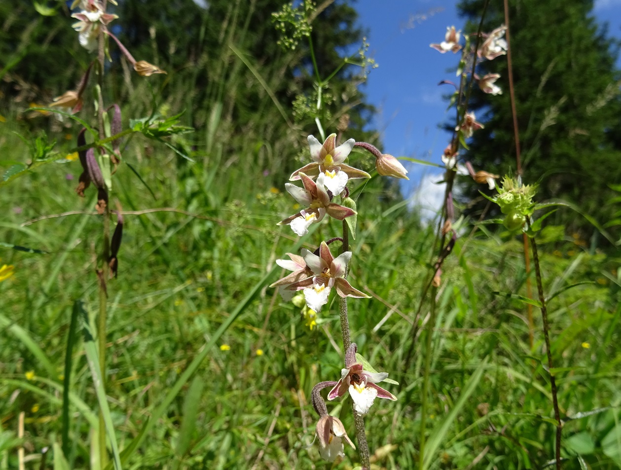 08-07-2021 Epipactis palustris.jpg