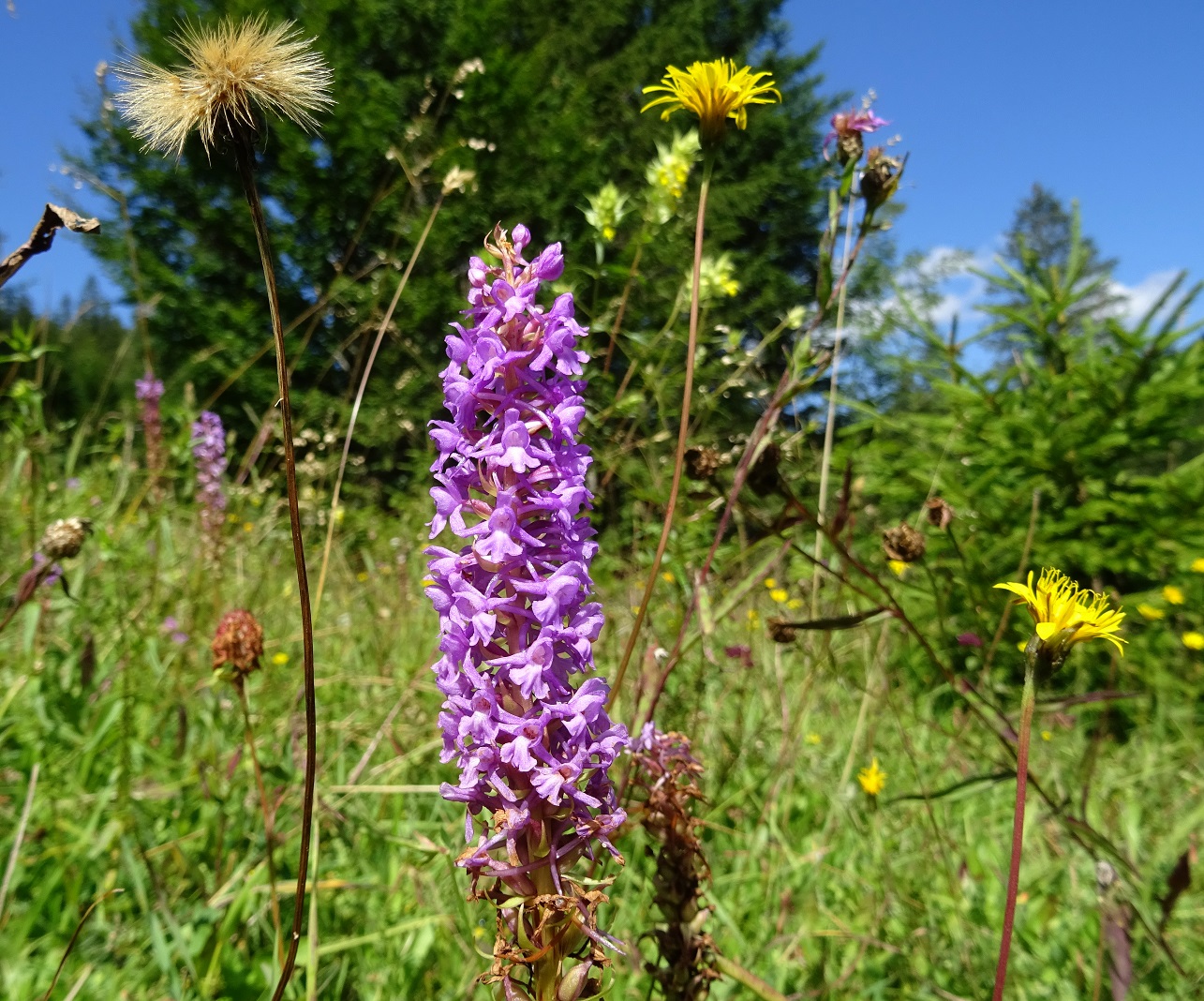 08-07-2021 Gymnadenia conopsea.jpg