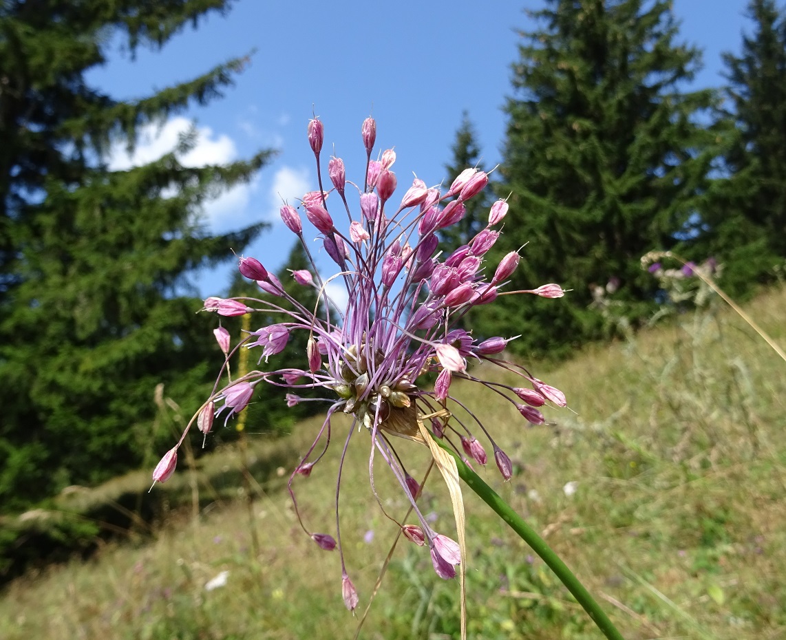 08-21-2018  Allium carinatum subsp. pulchellum.jpg