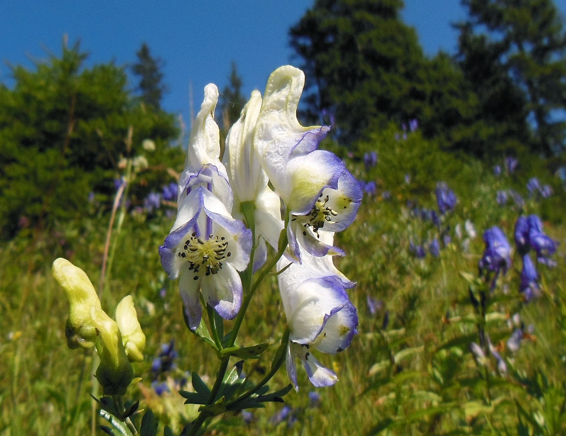 08-25-16  Aconitum napellus agg.jpg