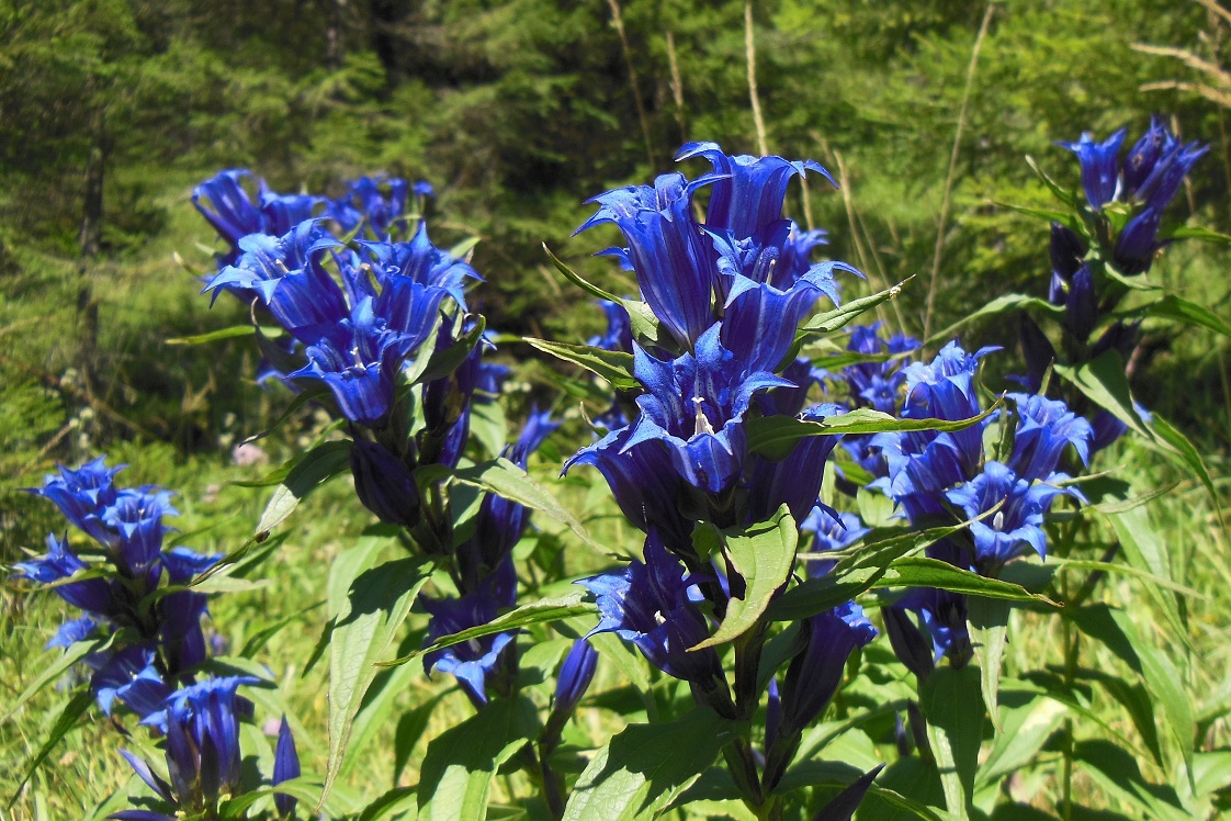 08-25-16  Gentiana asclepiadea.jpg