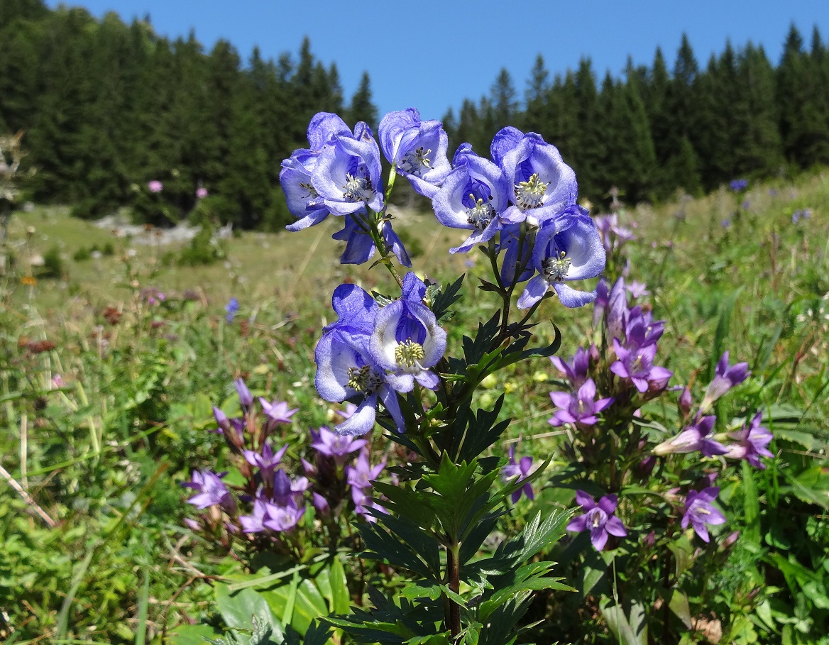 08-31-2017  Aconitum napellus agg.  und Gentiana agg..jpg