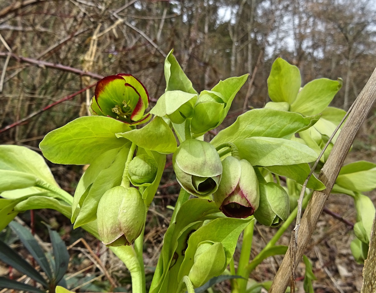 03-04-2021 Helleborus foetidus.jpg