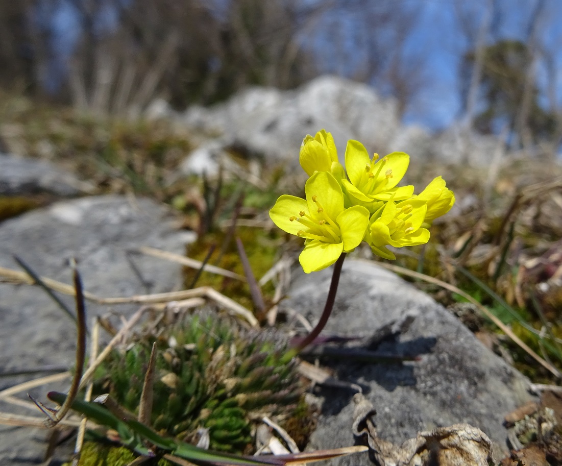 03-08-2021 Draba aizoides.jpg