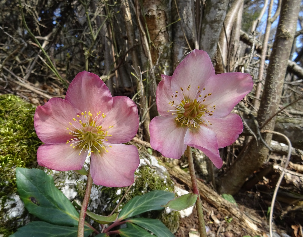 03-08-2021 Helleborus niger.jpg