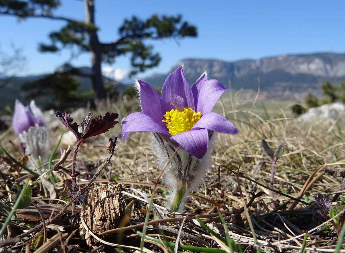 03-15-2020 Pulsatilla grandis.jpg