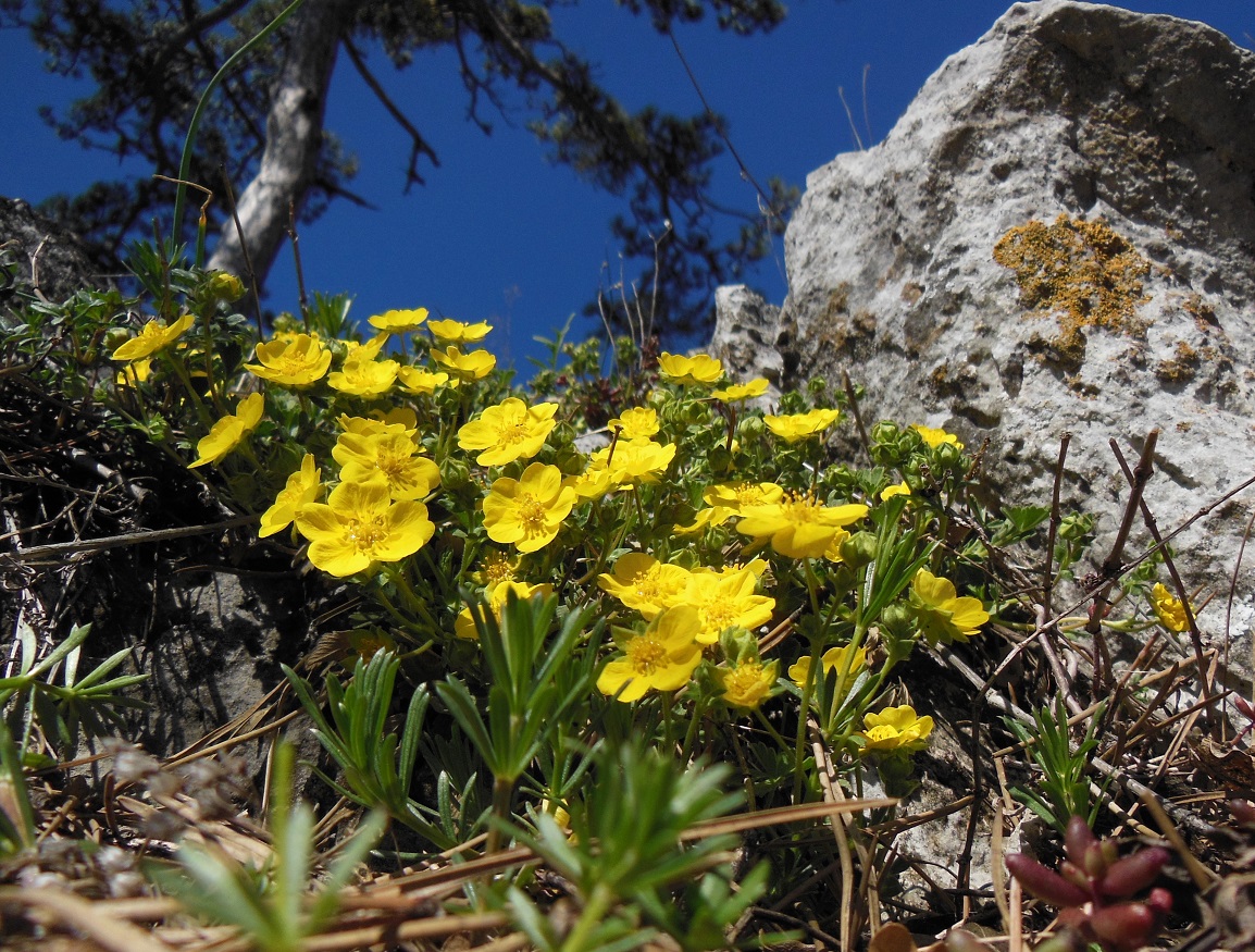 03-26-2017 Potentilla cf. incana ..jpg