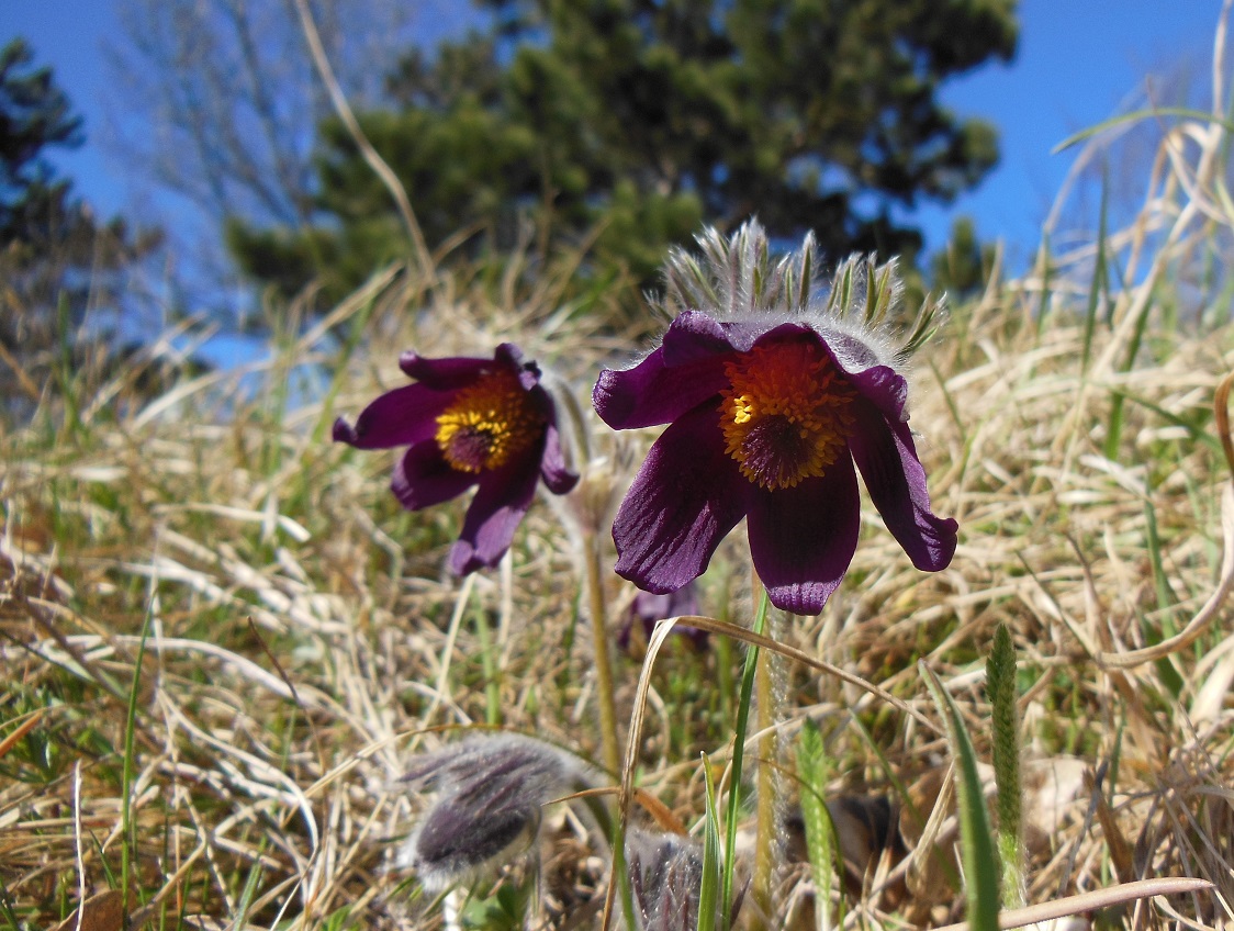 03-26-2017 Pulsatilla nigricans.jpg