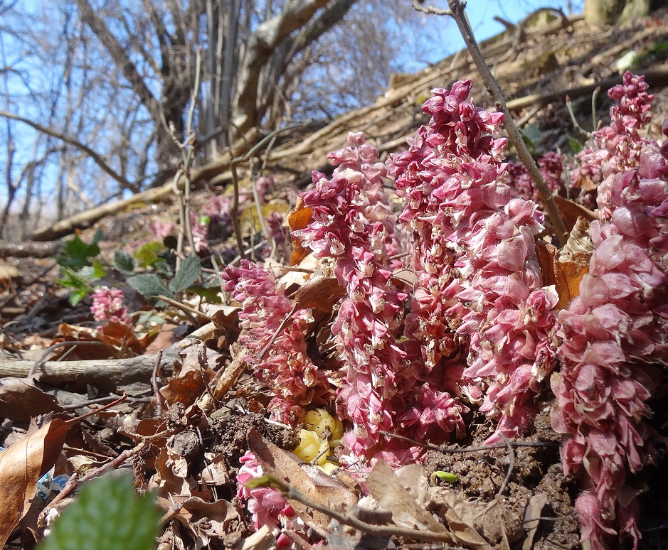 04-08-2018  Lathraea squamaria  subsp. squamaria.jpg