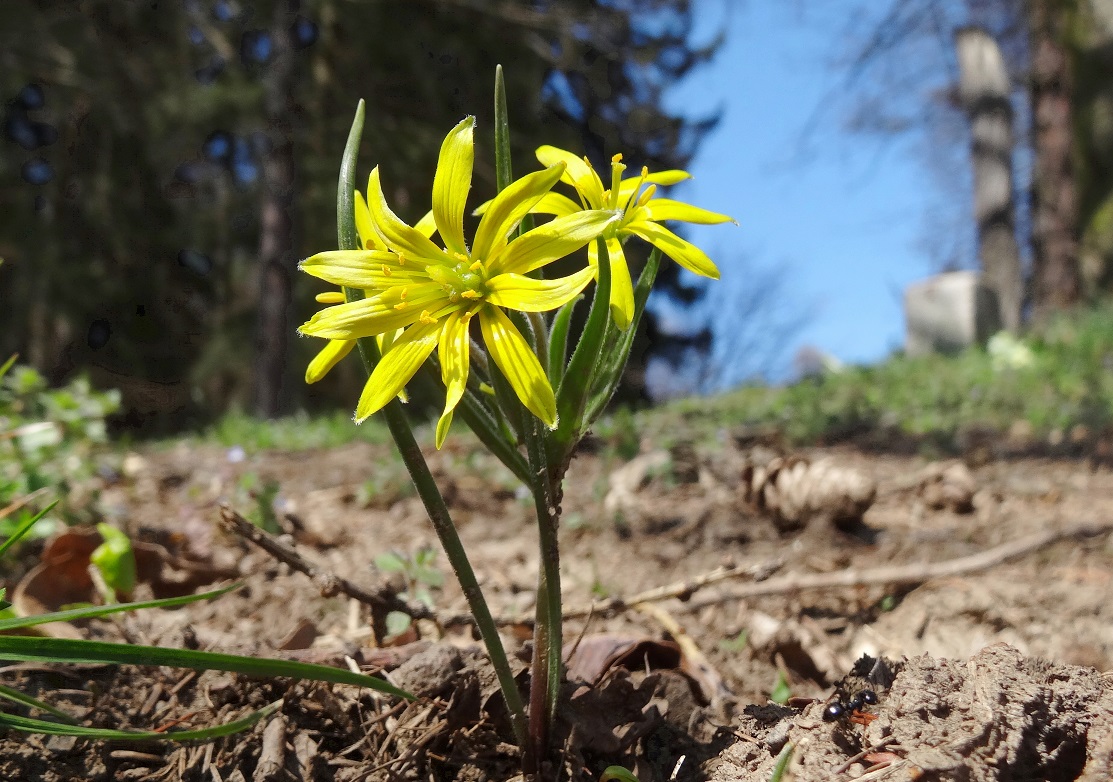 04-08-2018 Gagea villosa.jpg