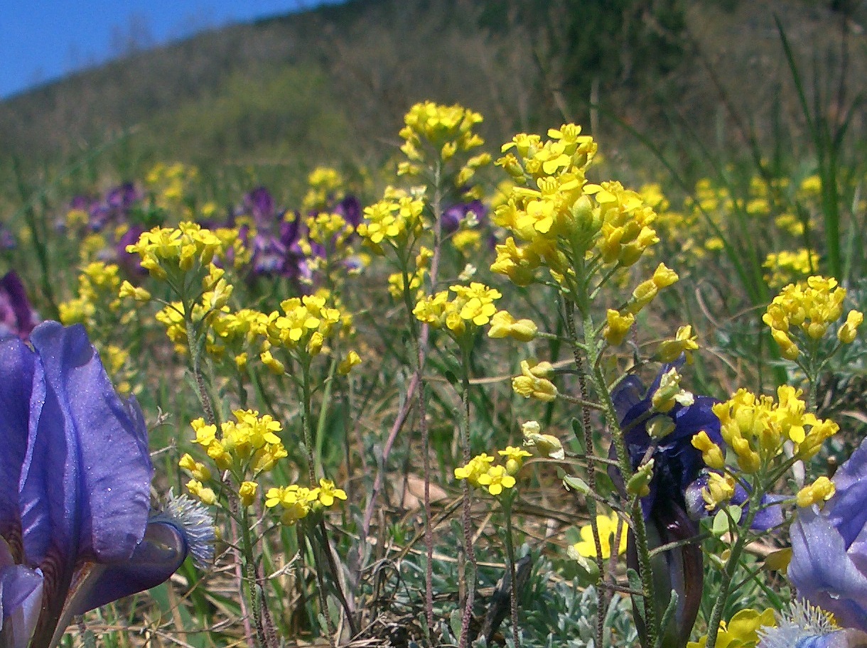 04-15-15  Alyssum montanum ssp. montanum.jpg