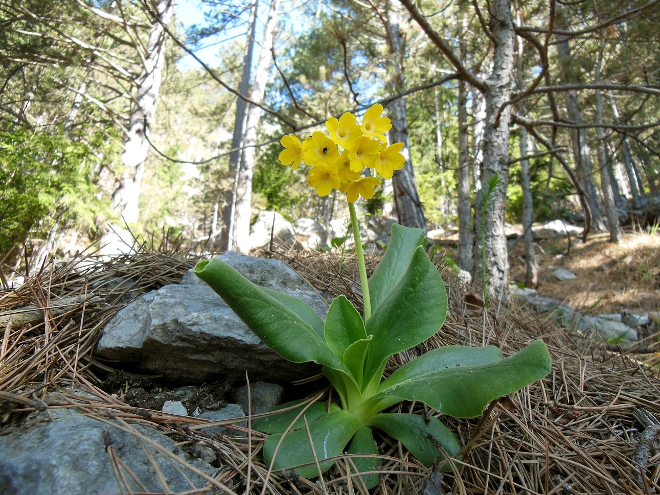 04-21-2016 Primula auricula agg..jpg