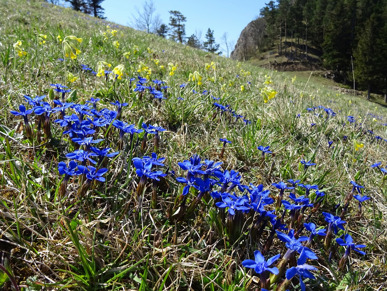 04-22-2020 Gentiana verna.jpg