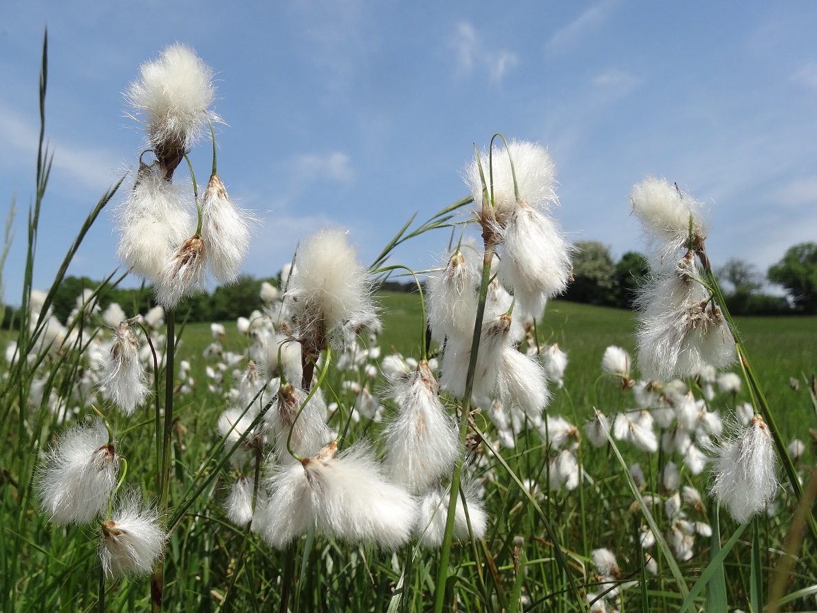 05-02-2018  Eriophorum latifolium.jpg