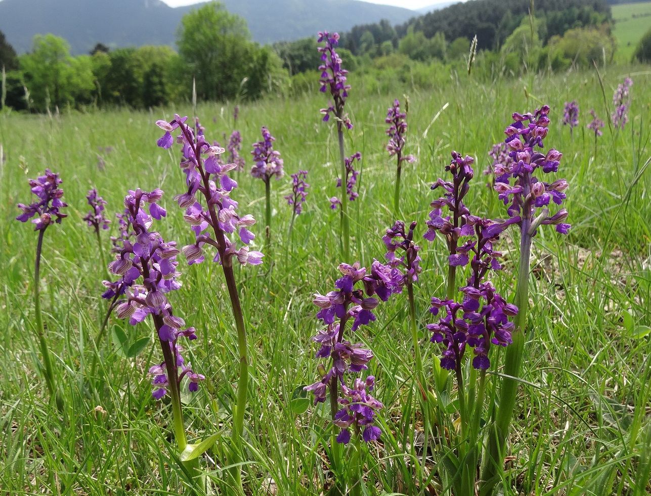 05-02-2018  Orchis morio.jpg