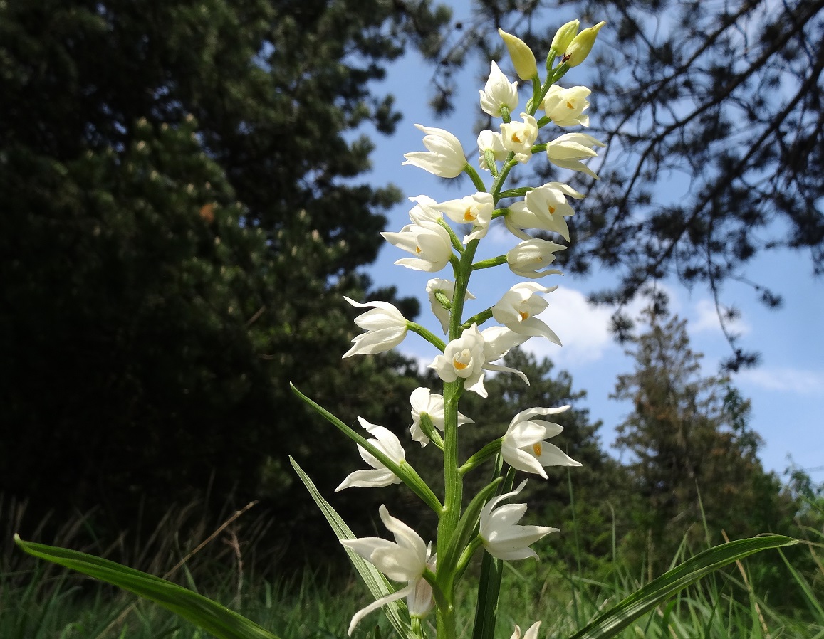 05-02-2018 Cephalanthera longifolia.jpg