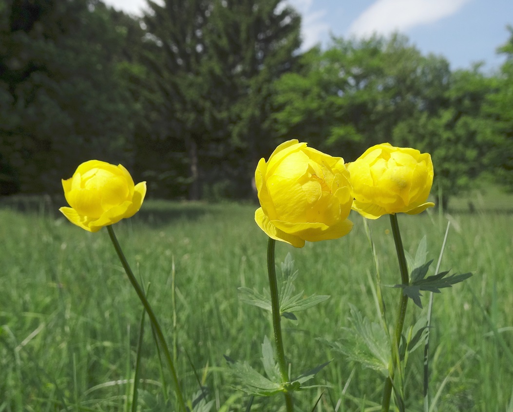 05-02-2018 Trollius europaeus.jpg